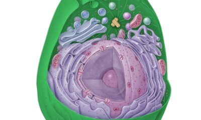 Nucleo basal